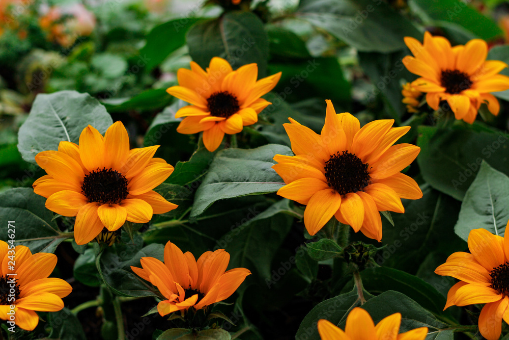 yellow flowers in garden yellow flowers in garden