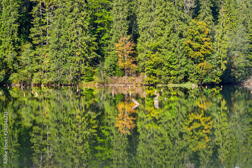 Mirroring evergreen forest
