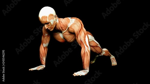 Visible Muscles And Tendons Medical Anatomy Animation photo