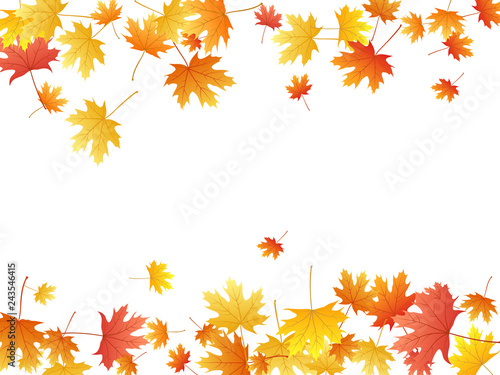 Maple leaves vector background, autumn foliage on white graphic design.