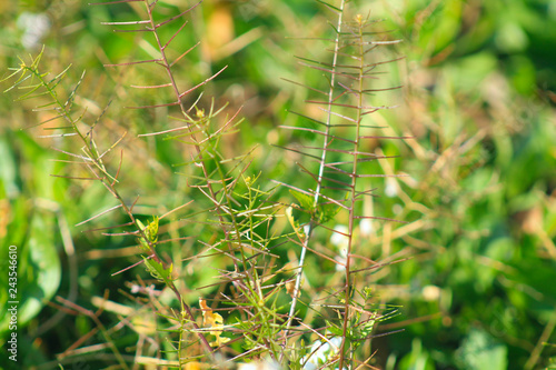 Wallpaper Mural plant with large spines  Torontodigital.ca