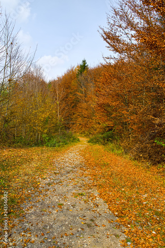 Autumn country road in the forest
