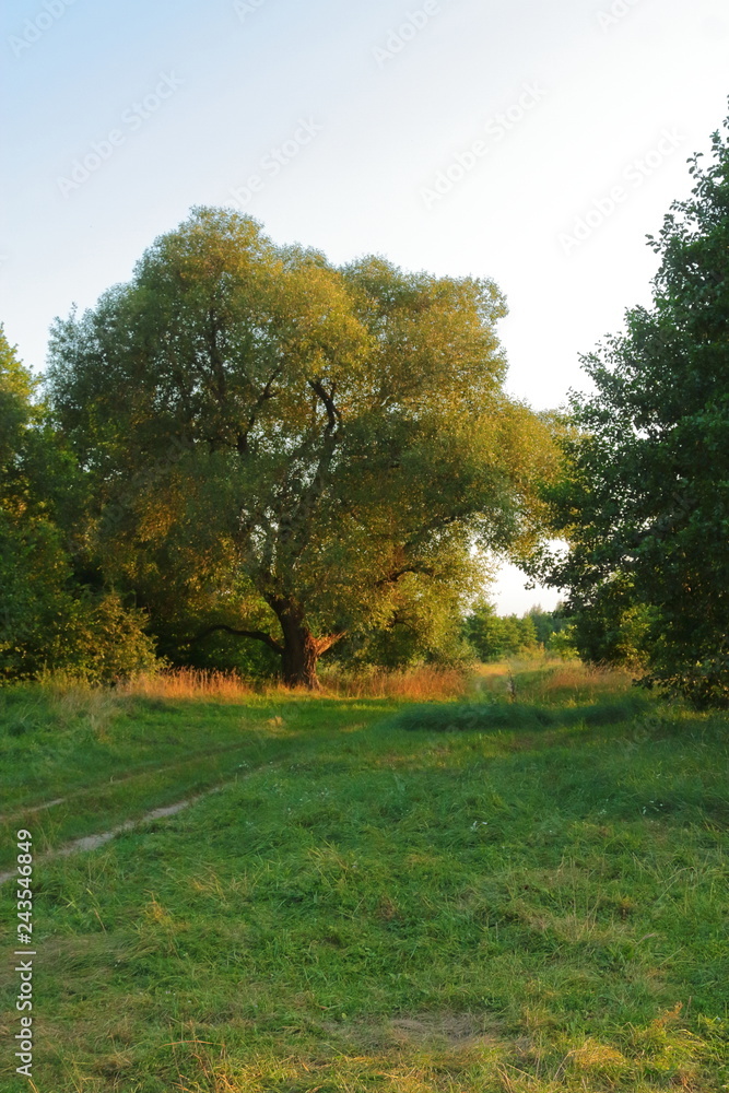 big green oak tree at sunset in rays of sun big green oak tree at sunset in rays of sun