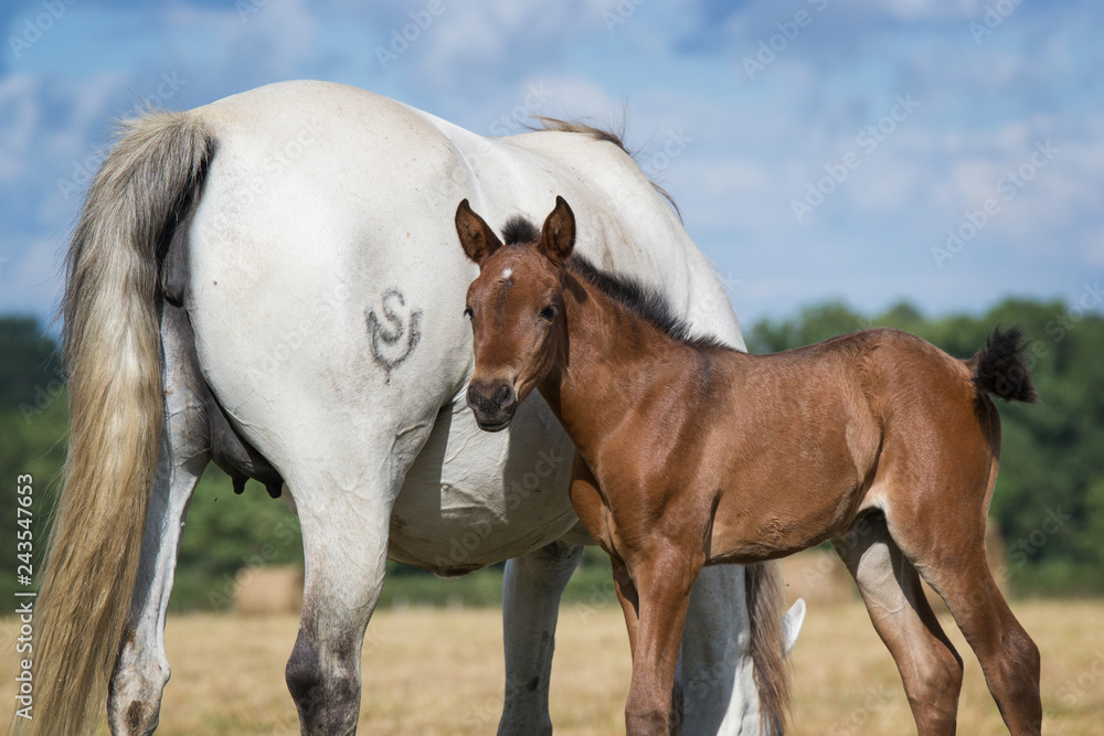 Little foal with his mother
