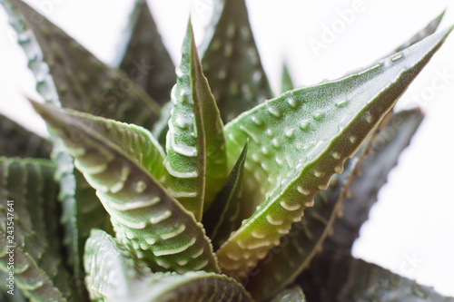 succulent haworthia limifolia photo