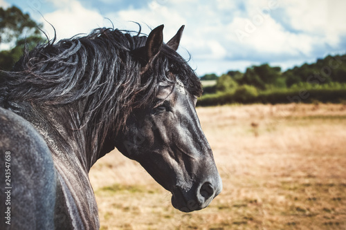 Comtois stallion in a meadow