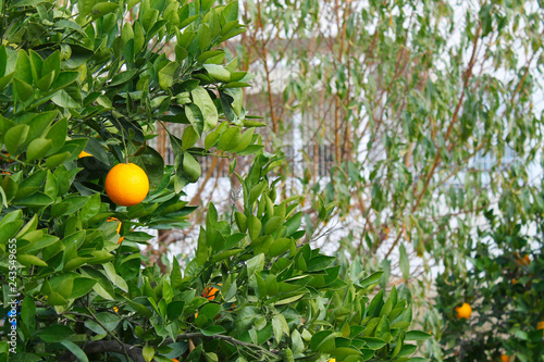 Wallpaper Mural oranges on the tree Torontodigital.ca