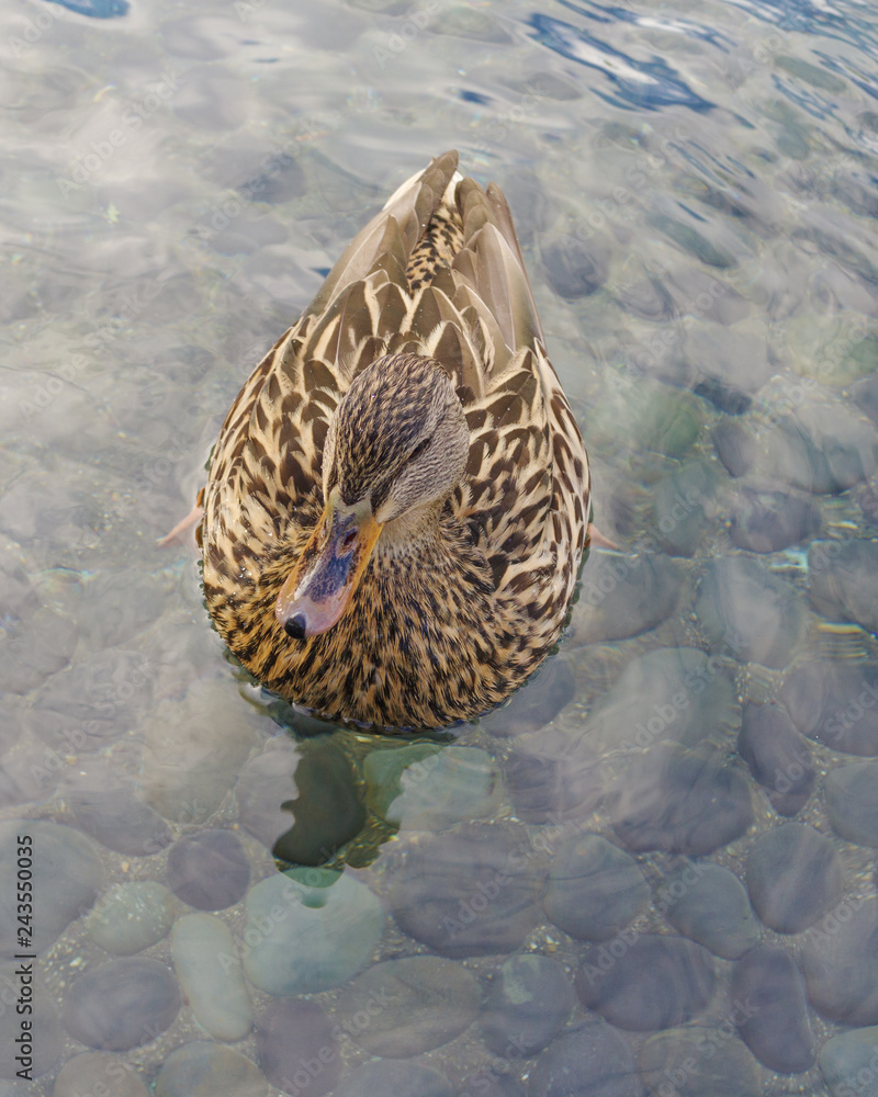 Female mallard swimming in urban pond.