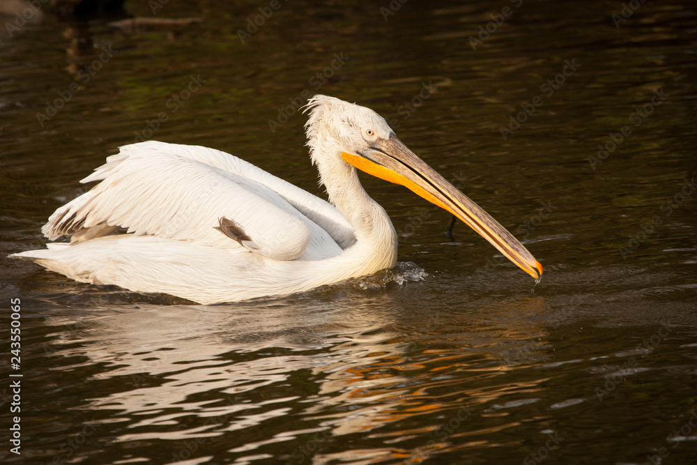 Great white pelican or eastern white pelican, rosy pelican, Pelecanus onocrotalus, catching fish in a lake. Great white pelican or eastern white pelican, rosy pelican, Pelecanus onocrotalus, catching fish in a lake.