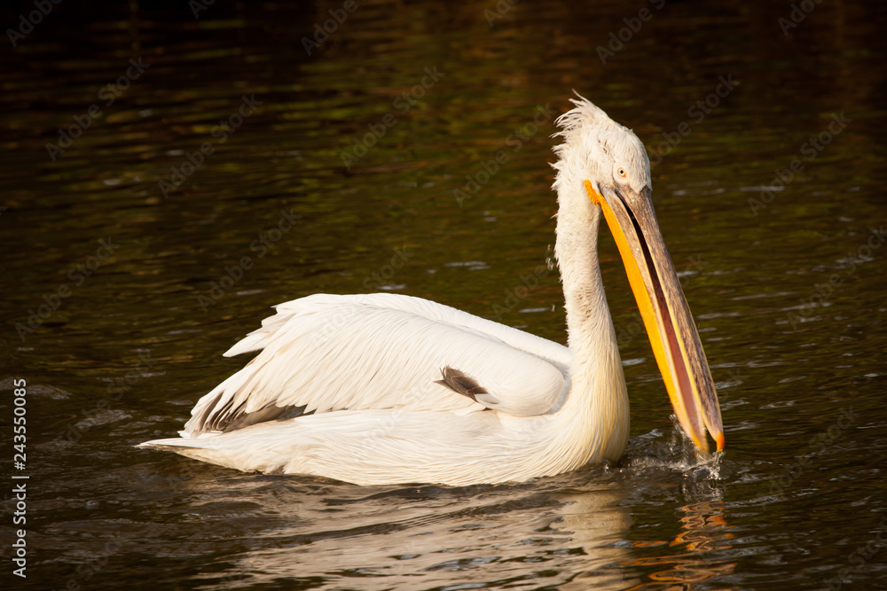 Great white pelican or eastern white pelican, rosy pelican, Pelecanus onocrotalus, catching fish in a lake. Great white pelican or eastern white pelican, rosy pelican, Pelecanus onocrotalus, catching fish in a lake.