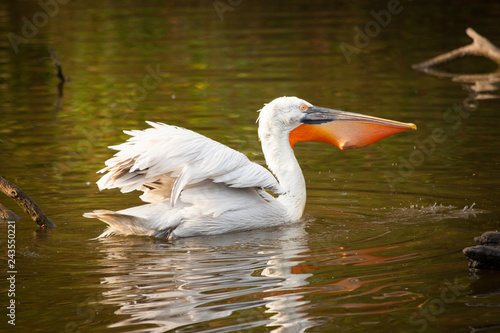 Great white pelican or eastern white pelican, rosy pelican, Pelecanus onocrotalus, catching fish in a lake. © Bjorn B