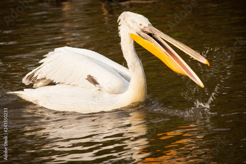 Great white pelican or eastern white pelican, rosy pelican, Pelecanus onocrotalus, catching fish in a lake.