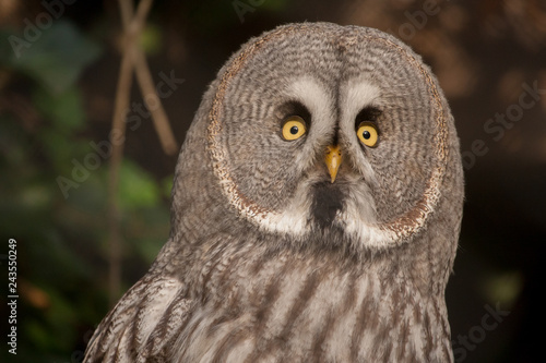 The Great Grey Owl or Lapland Owl, Strix nebulosa, on a natural forest background