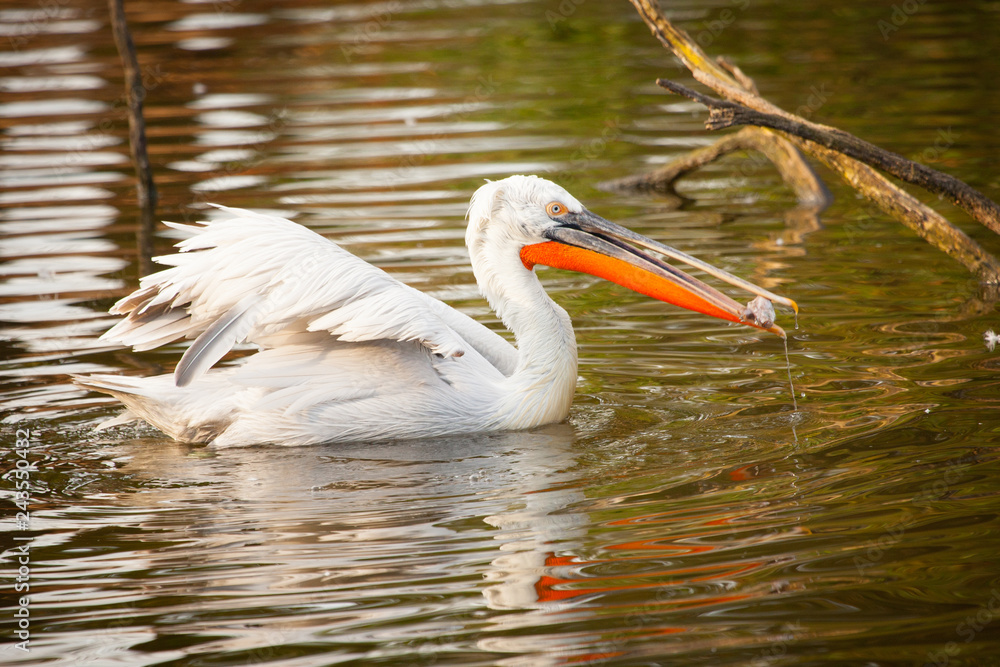 Great white pelican or eastern white pelican, rosy pelican, Pelecanus onocrotalus, catching fish in a lake. Great white pelican or eastern white pelican, rosy pelican, Pelecanus onocrotalus, catching fish in a lake.