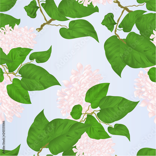Seamless texture branch of white lilac with flowers species Syringa  a botanical background vintage vector illustration editable hand draw