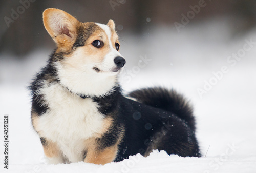 welsh corgi pembroke puppy in the snow