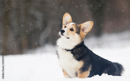 Obraz na płótnie welsh corgi pembroke puppy in the snow