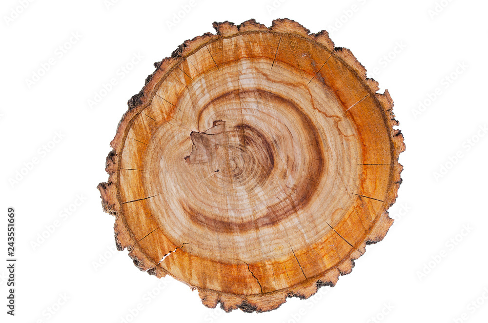 Saw cut apricot tree on a white background. Year rings. Saw cut apricot tree on a white background. Year rings.