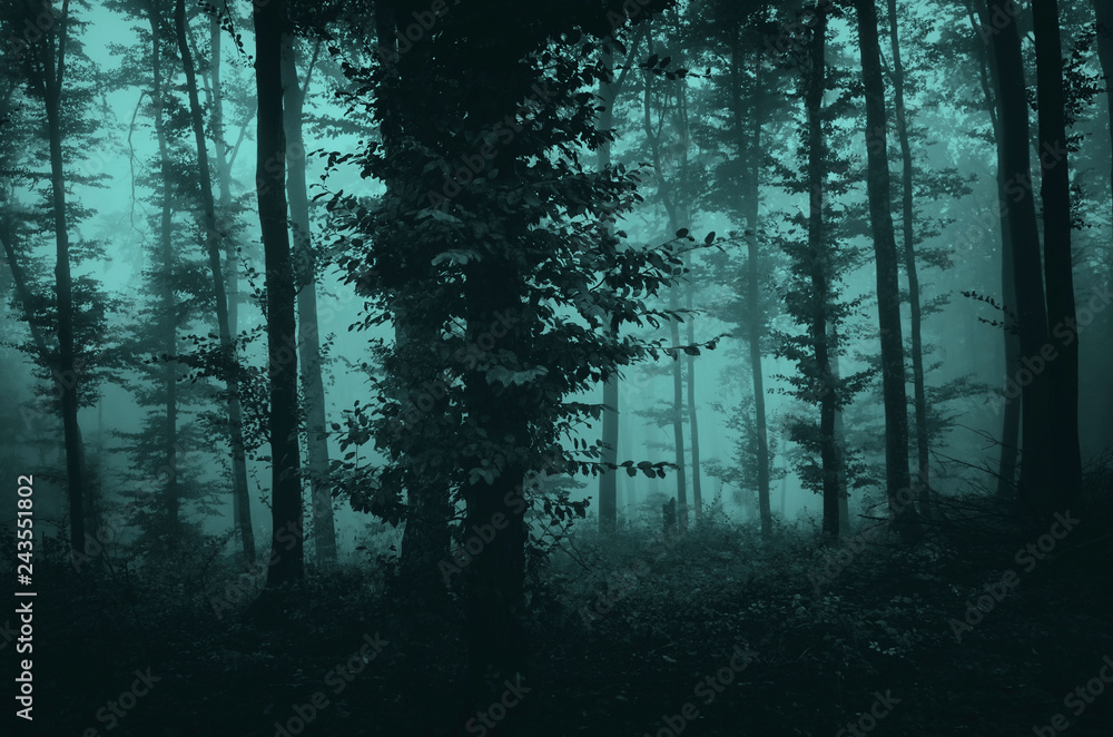 Fototapeta premium mroczny fantasy tajemniczy krajobraz leśny, drzewa we mgle w przerażającym lesie
