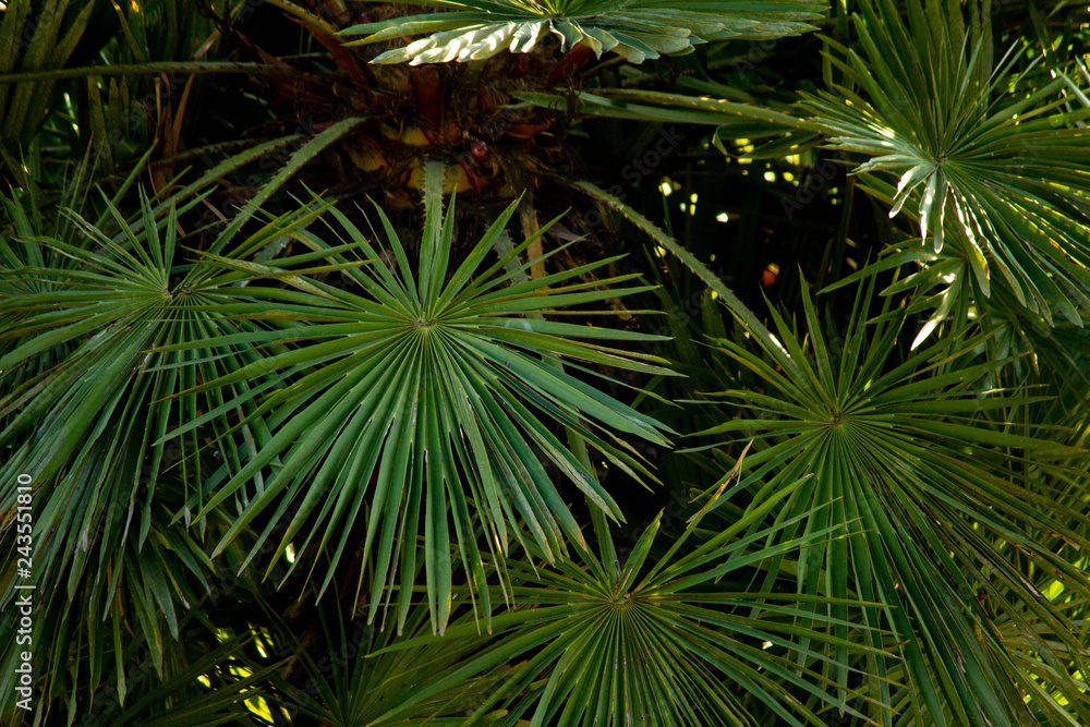 Palm leaves. Tropical pattern. Palm leaves. Tropical pattern.
