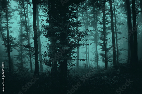 dark fantasy mysterious forest landscape  trees in fog in scary woods