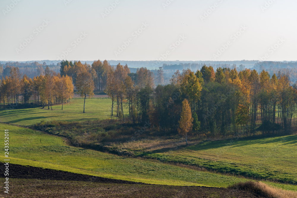 beautiful countryside landscape with autumn colors; view from the hill to the green field, forest and fog in the distance, grove in the foreground and separate trees