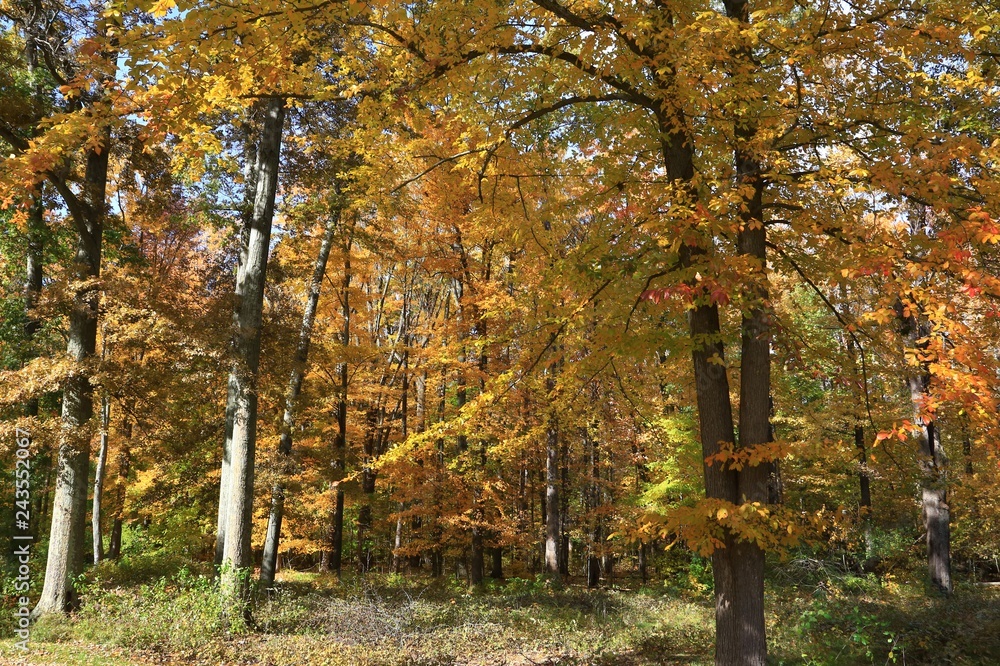 Fototapeta premium Seasonal tree with autumn color