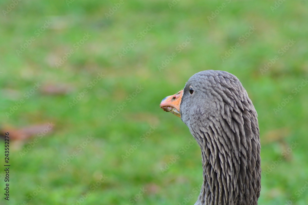 Obraz premium Animales en la naturaleza,mamiferos,aves y otros
