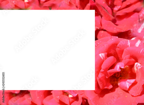 White background for text among the image of red roses. Postcard, banner 