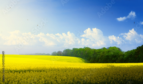 spring countryside landscape; blue sky over blooming yellow field