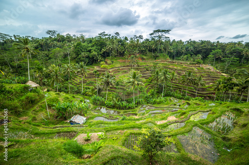 Beautiful green rice terraces in the morning at Tegallalang village, Ubud, Bali, Indonesia.