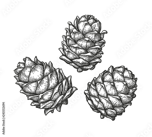 Ink sketch of pine cones.