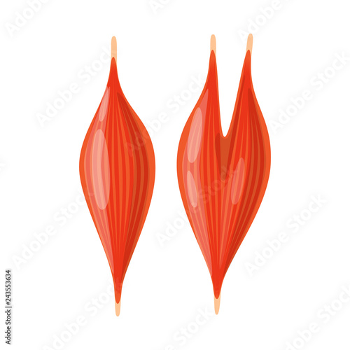 Vector design of anatomy and organ icon. Collection of anatomy and medical stock symbol for web.
