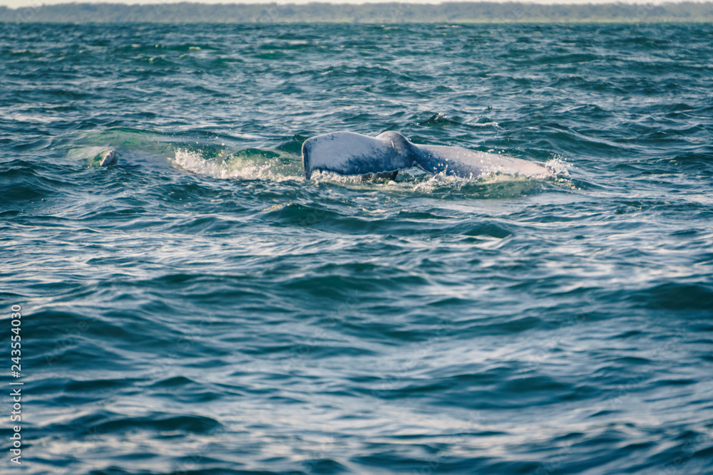 Obraz premium Humpback whale tail