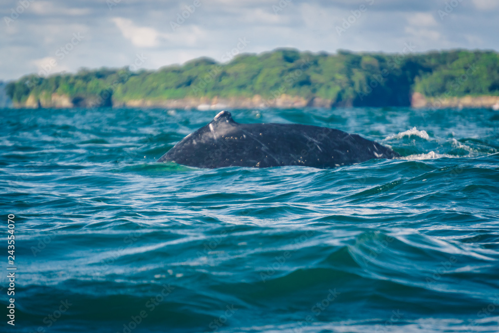 Obraz premium Humpback whale jumping