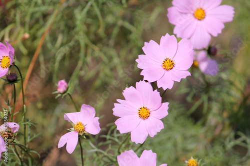Pink flowers of Cosmos bipinnatus or Garden cosmos in garden