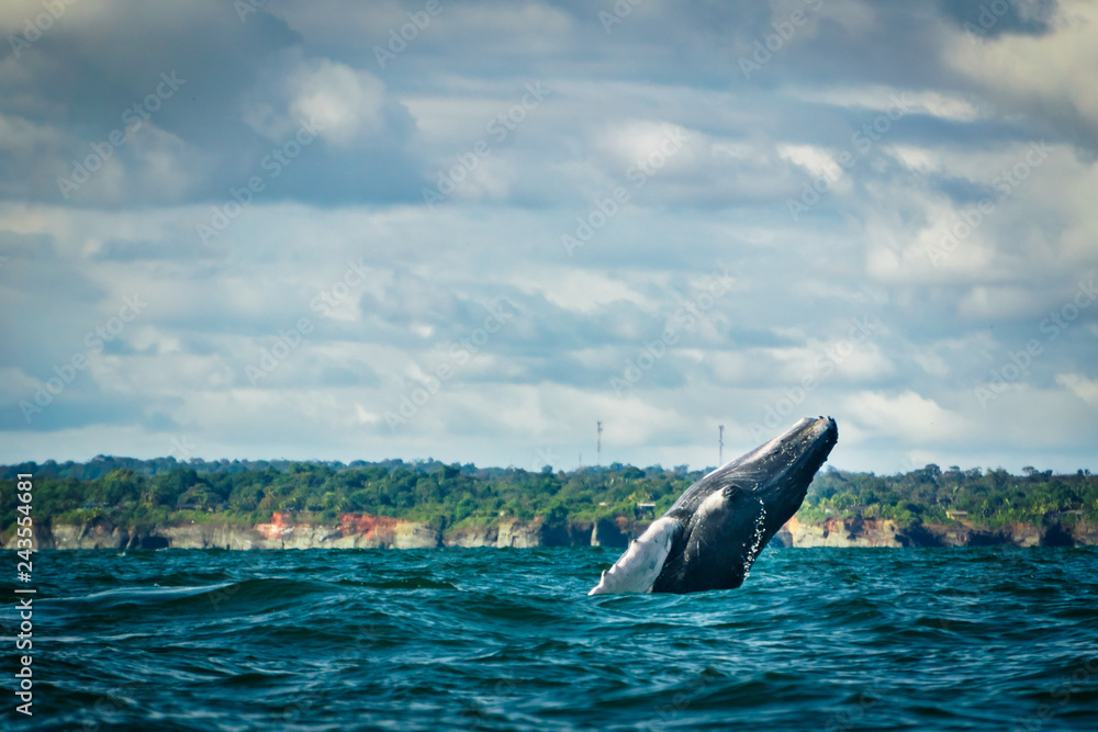 Fototapeta premium Humpback whale jumping