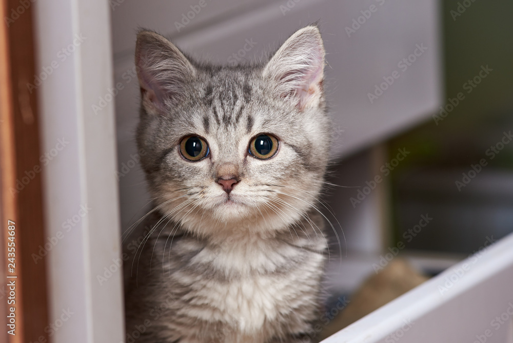 The portrait of little grey scottish kitten is sitting in the drawer and looking toward the camera. The portrait of little grey scottish kitten is sitting in the drawer and looking toward the camera.