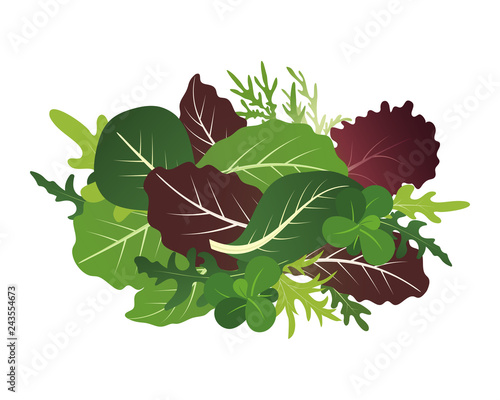 Mix of salad leaves. Arugula, spinach and lettuce leaf. Vector illustration set in flat style.