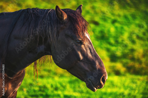 Fototapeta Naklejka Na Ścianę i Meble -  Mystic sunrise over the mountain. Wild horse grazing in the meadow, Bulgaria, Europe.
