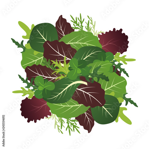 Mix of salad leaves. Arugula, spinach and lettuce leaf. Vector illustration set in flat style.