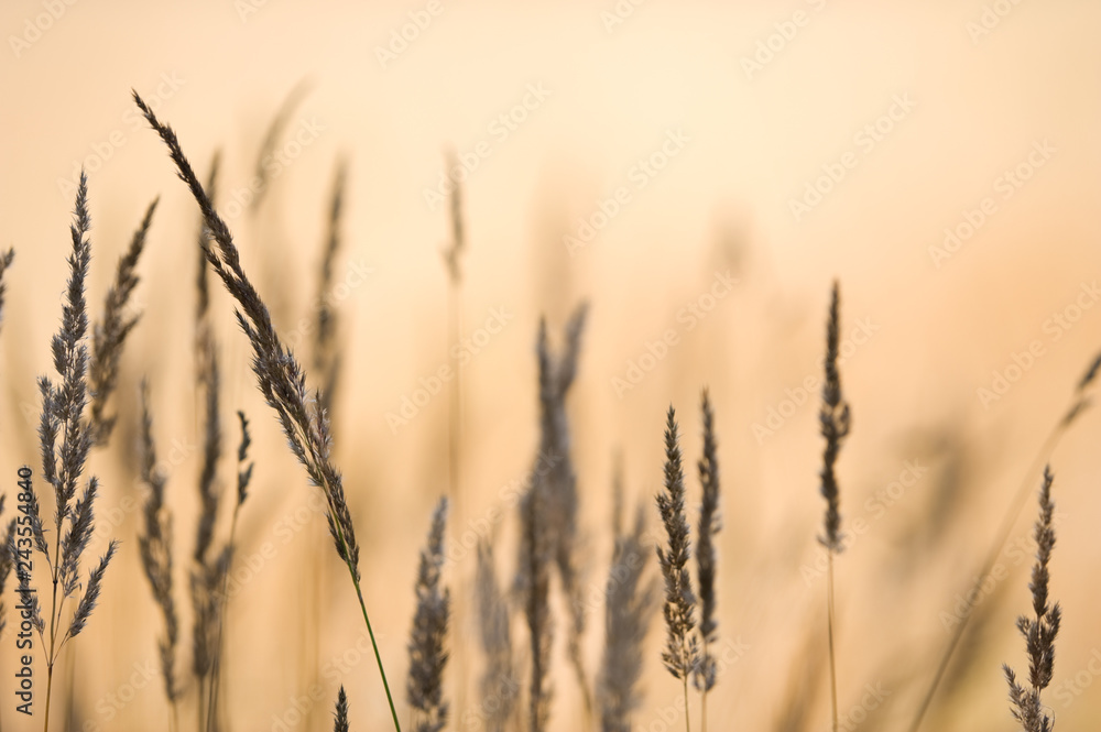 Grasses against blurred background. Selective focus and very shallow depth of field. Grasses against blurred background. Selective focus and very shallow depth of field.