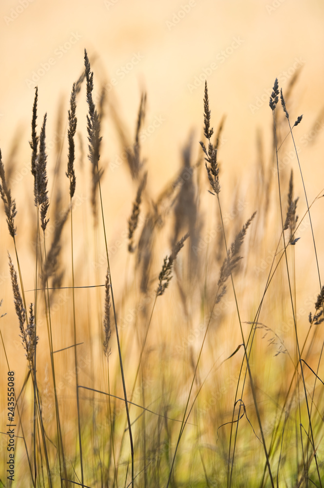 Obraz premium Grasses against blurred background. Selective focus and very shallow depth of field.