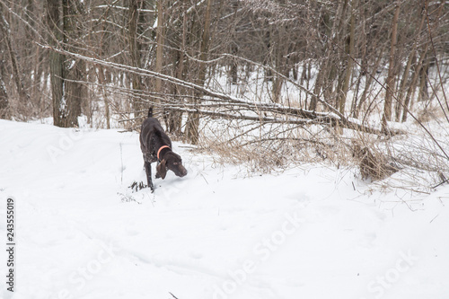 dog hunting in winter in the forest