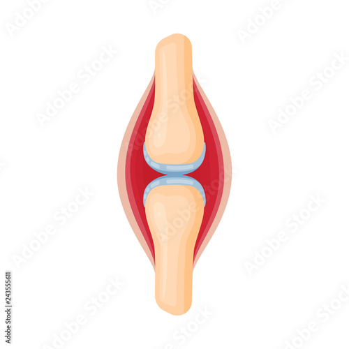 Vector illustration of anatomy and organ icon. Set of anatomy and medical stock symbol for web.