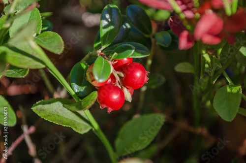 Vaccinium vitis-idaea. Ripe lingonberries in forest. (Shallow depth of field)