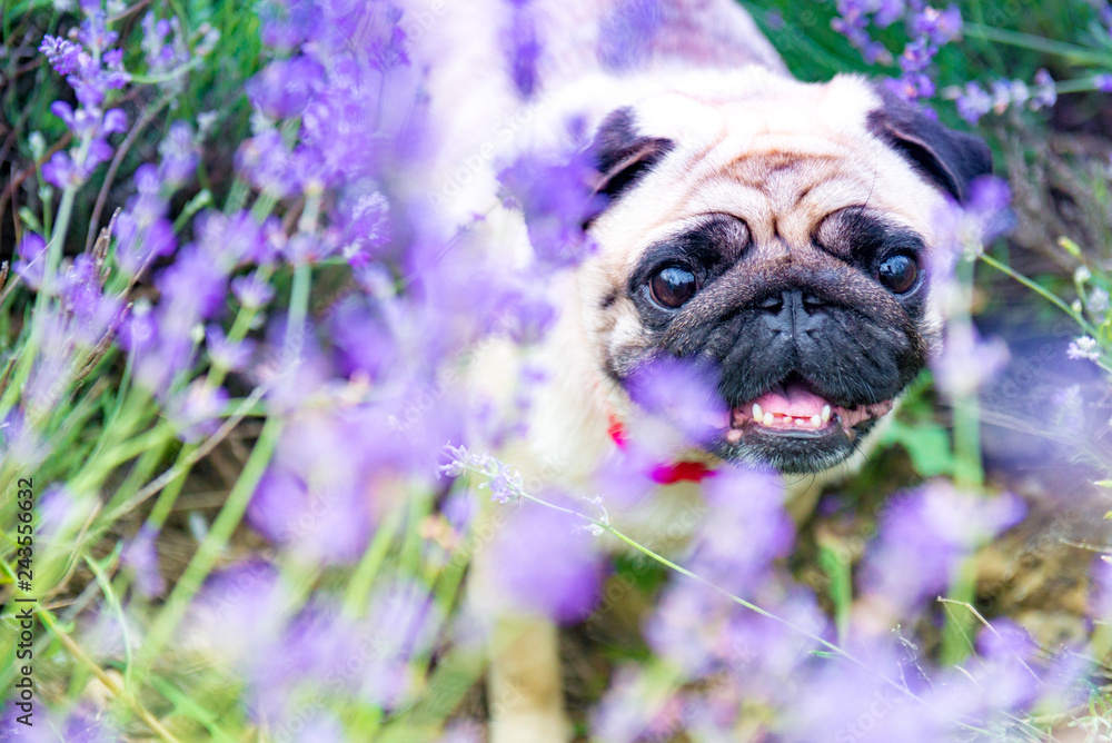 charming puppy of the pug rests on field with lavender
