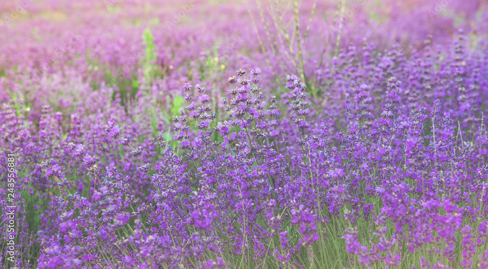 The beauty of a small purple flower field, or well known as Cyanthillium cinereum, on the afternoon sunlight effect. Beautiful natural background. Selective focus. The beauty of a small purple flower field, or well known as Cyanthillium cinereum, on the afternoon sunlight effect. Beautiful natural background. Selective focus.
