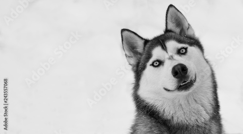 A siberian husky looking to the camera with smiling face