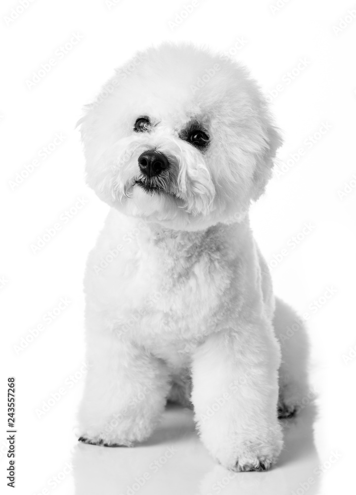 Bichon Frise puppy. Bichon is isolated on a white background. White dog. Bichon after grooming
